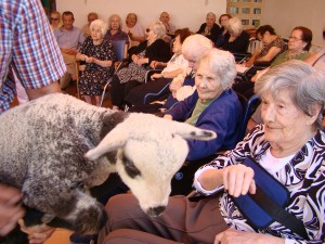 La interacción con las ovejas estimula sensorialmente a l@s participantes